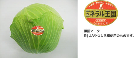 キャベツ