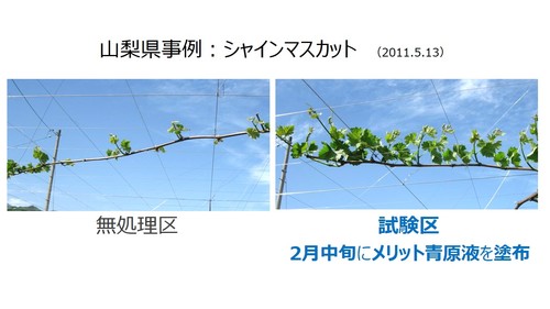 萌芽促進「シャイン　山梨」2011.5.13.jpg